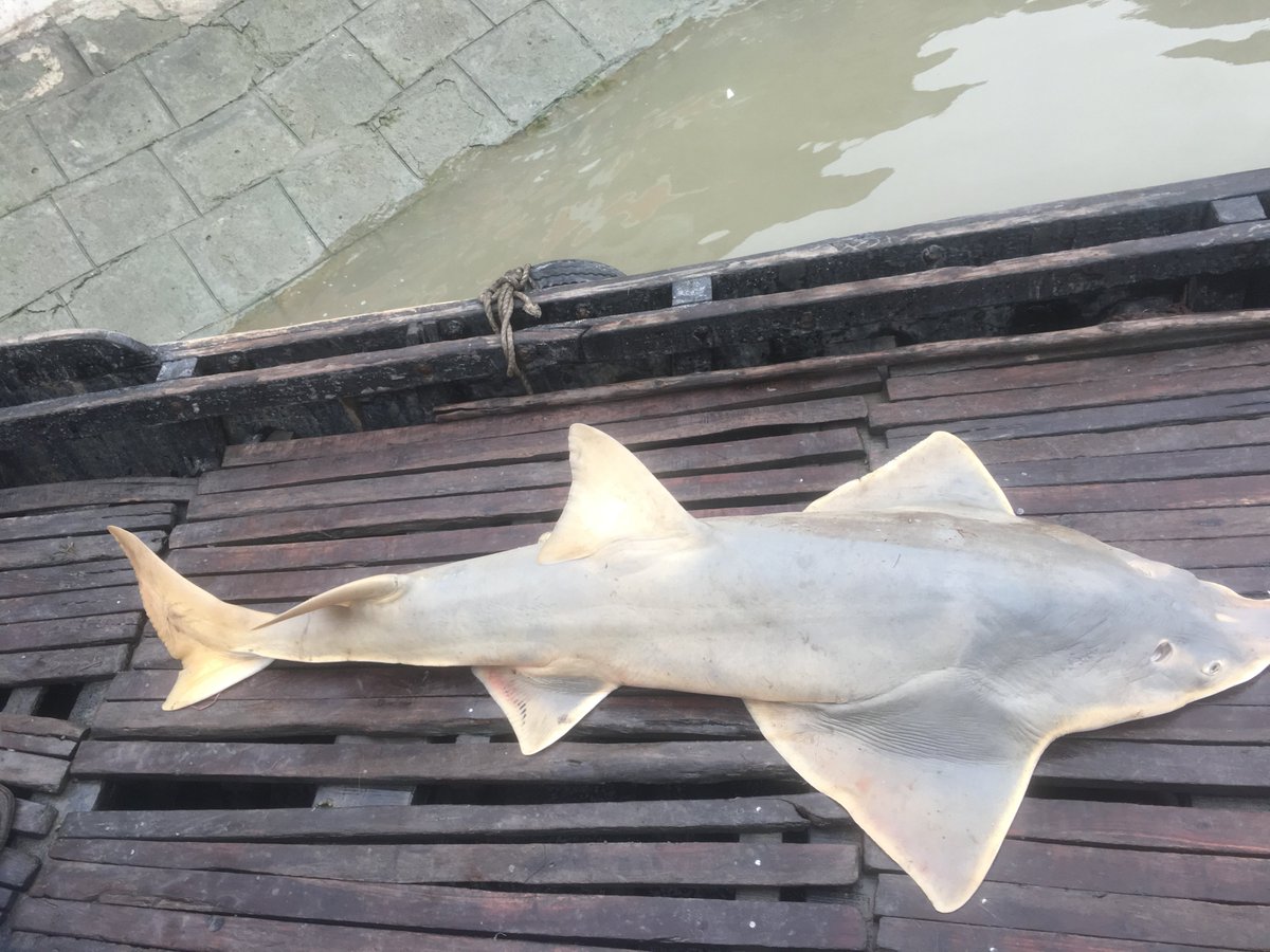 Mother sawfishes come to freshwater (near shore, lake or rivers) to give birth and after giving the birth it moves. In the large-tooth sawfish the males appear to move more freely between the subpopulations, while mothers return to to the region where they were born to give birth