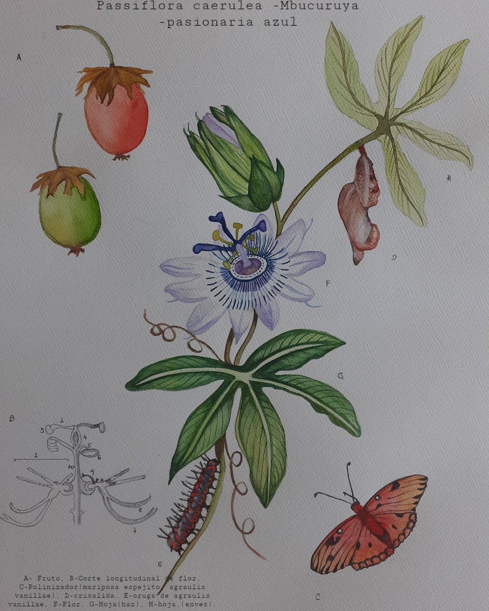 LucianaCandela8's tweet photo. Ilustración científica. Técnica: acuarela y grafito.🍀🦋🐛 https://t.co/z20wiJZKbz