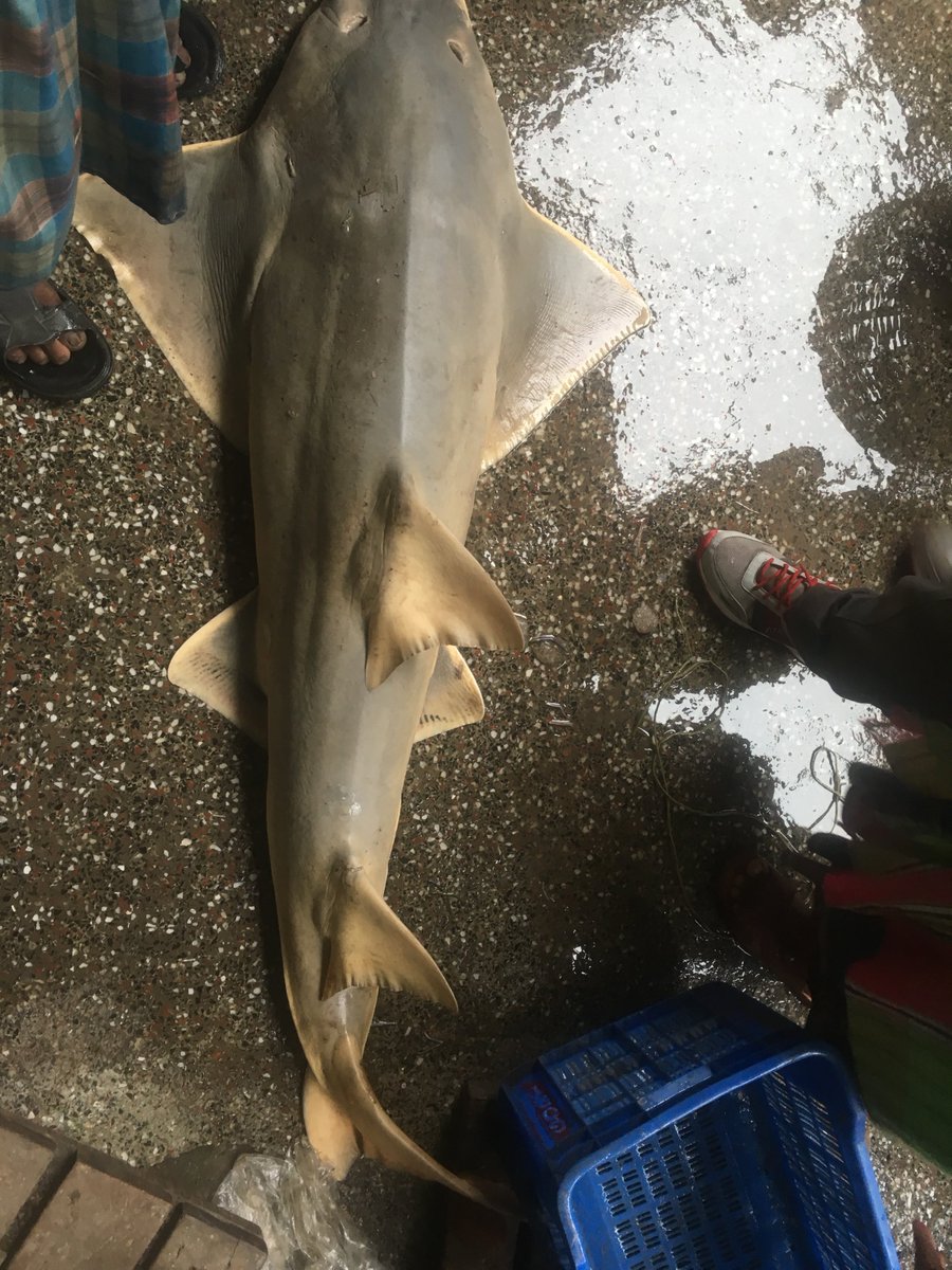 In  #Bangladesh, some people particularly in the  #Sundarban or south west region, still believe that eating the meat of  #sawfish  #cures  #cancer and other  #illnesses. Dried fins are shipped to others countries like china through Myanmar border where they are considered a delicacy.