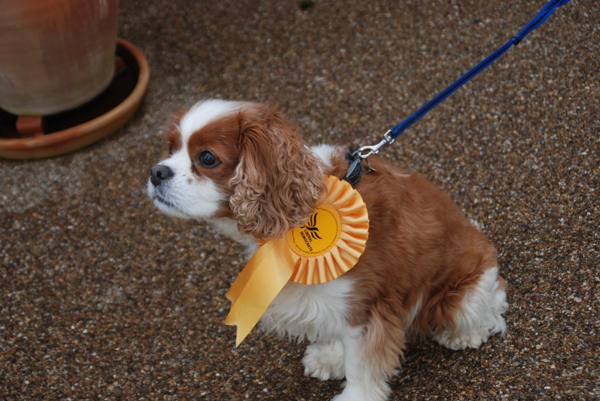 dogsofsald's tweet image. #Libdem photoshoot to help me hooman's campaign. Only photo he needs tbh #LibDemDog #dogsoftwitter #NotPaidEnoughSausages - Poppy