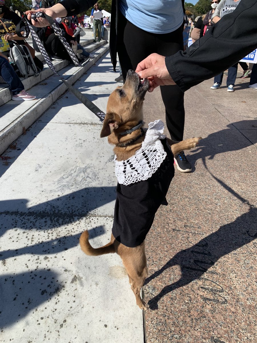 Dogs of the  @womensmarch #womensmarch2020  @wusa9