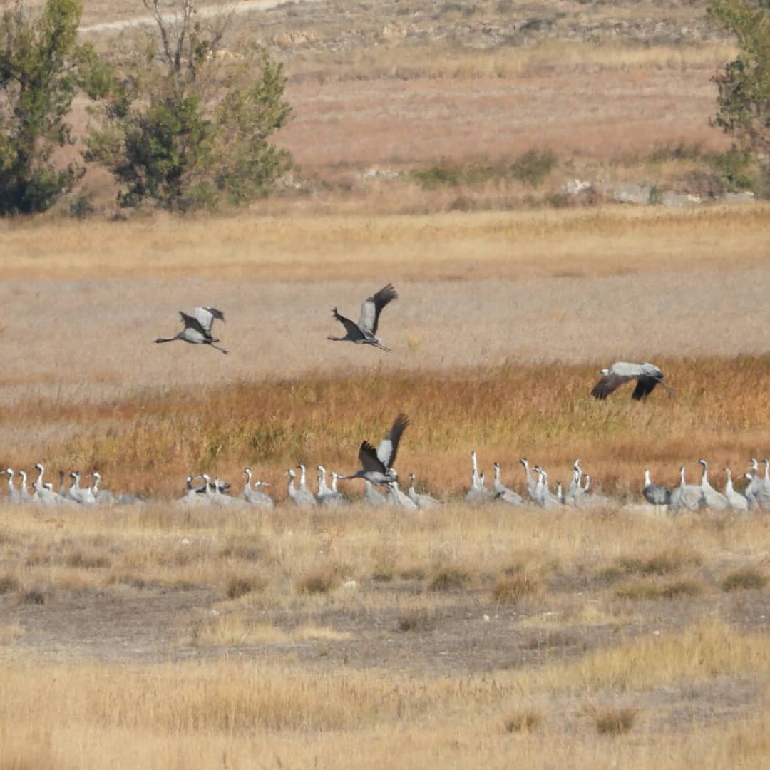 CILagunaGalloca's tweet photo. Tremendo griterío para avisar y subir a las #lagunadegallocanta
#cranes #nature #grullas #kraniche #darus https://t.co/ubTWL5GxId