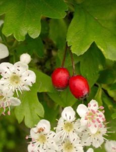 UrbanGreenWitch's tweet photo. Hawthorn
Keywords: challenges, creativity, energy, fertility, hope, luck, marriage, purity, success, wisdom
Learn More Here https://t.co/oVQdse3JK8 https://t.co/syCoesJXXP