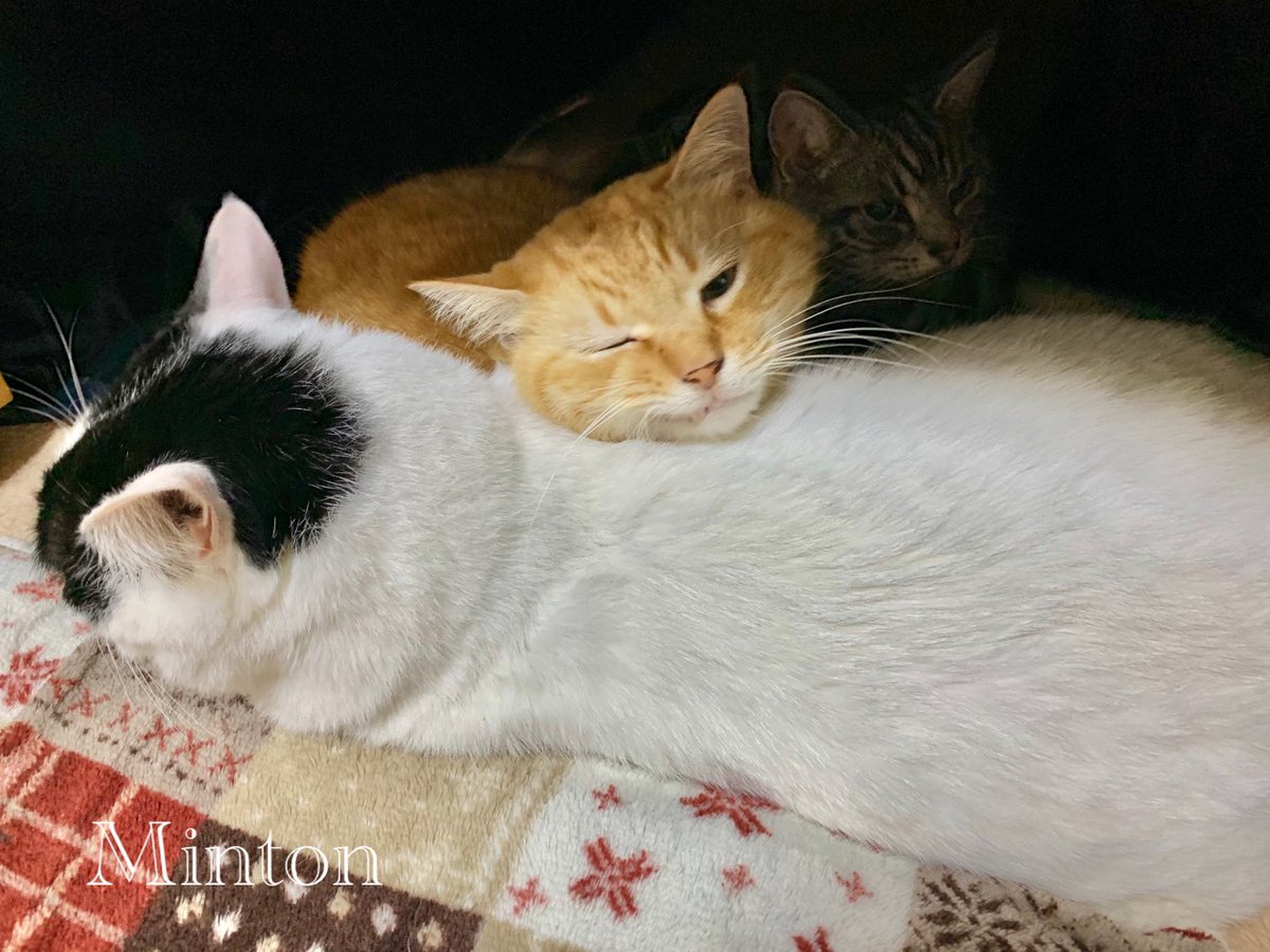幸せを呼ぶ猫 幸せを呼ぶ猫