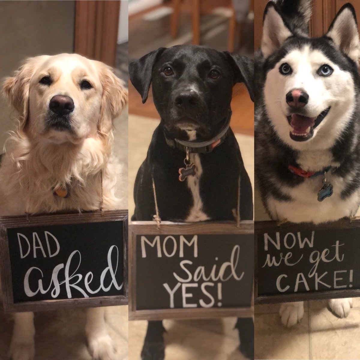 katiegirouard's tweet photo. Since they wouldn’t cooperate in our engagement photos 🙄 #daisythegolden #buster #pitlabmix #grimes #siberianhusky #july312021 #engaged #dogsoftwitter #dogs #doglover https://t.co/7KTJ28AiOV