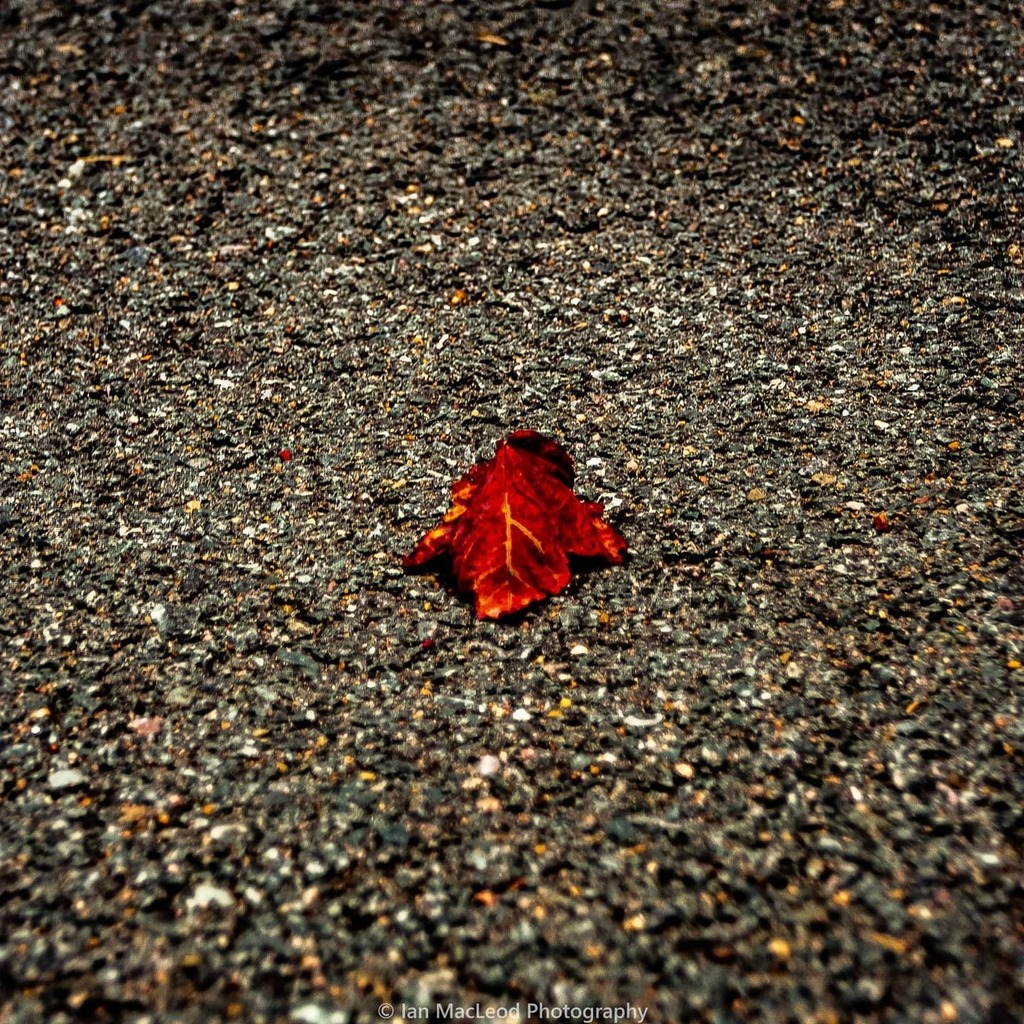 Leaf on the path.
..
...
#autumn #autumnvibes🍁 #walkwithyourcamera #walkinthepark #leaf #path #contrast #red #nature #eastcoast #novascotia #nikon #lightroom #frommyperspective #theworldaroundme instagr.am/p/CGctABvnYsK/