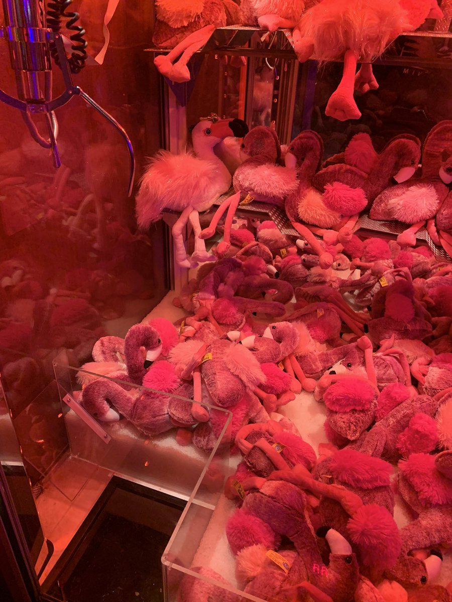AB__17's tweet photo. £35 to not win a bastard flamingo. How’s your Saturday? https://t.co/dk0yvOinKV