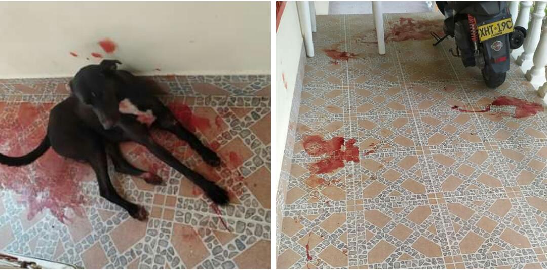 HolyAnn3's tweet photo. #Purificacion 
#VeredaSantaLucia
El animal acaba de recibir un tiro por parte de un hombre de la comunidad. Solicitamos urgente la presencia de la @PoliciaDeTolima @FiscaliaCol es de carácter urgente realizar el proceso correspondiente. La comunidad fue testigo de los hechos. https://t.co/bGgtJM6w2U