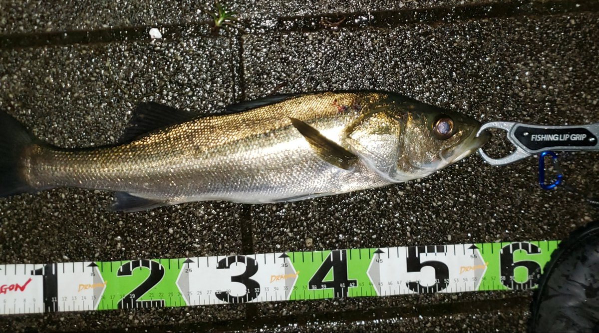 シーバス9割 You Eig Twitter