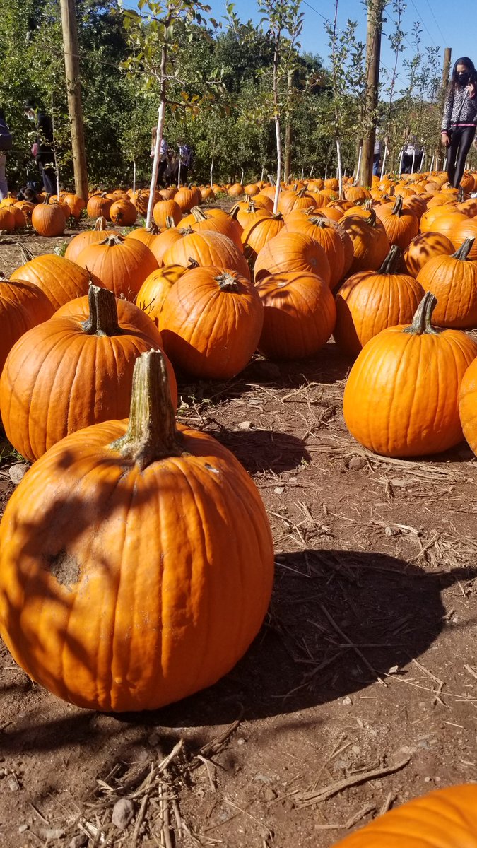 laughlovelive12's tweet photo. Happy Pumpkin Picking from Your Favorite #SamsonSisters π! #PumpkinPicking @SuzyQfromJersey https://t.co/efySBthIrc