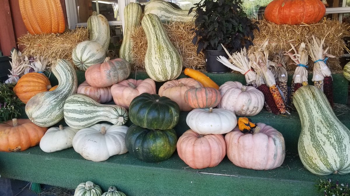 laughlovelive12's tweet photo. Happy Pumpkin Picking from Your Favorite #SamsonSisters π! #PumpkinPicking @SuzyQfromJersey https://t.co/efySBthIrc