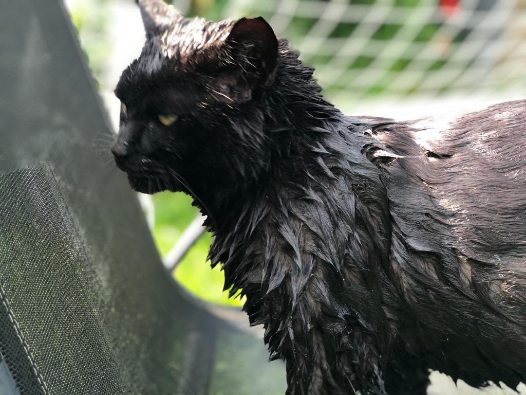 HarryTheIOMCat's tweet photo. Hmmm, my slaves give me baths as they say I’m a flea magnet. I hate them https://t.co/h1DGgFWqm4