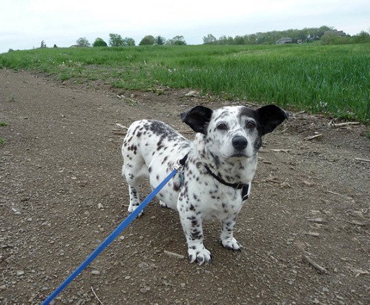 Your regular reminder that a corgi crossed with any other breed just ends up looking like a corgi disguised as the other dog.Dalmatian