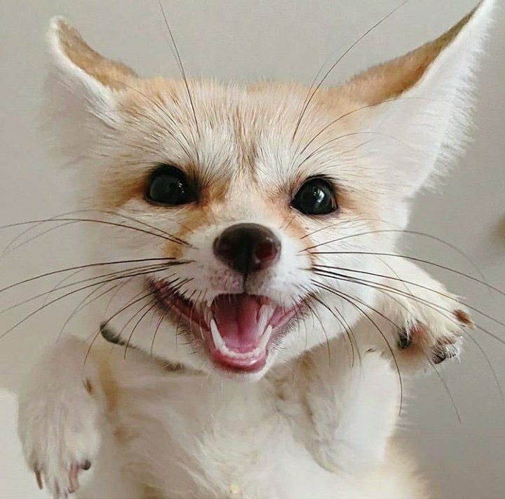 FennecsDaily's tweet photo. https://t.co/CoqNrBWwGs