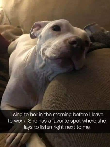 text_dog's tweet photo. https://t.co/POcJqZZfYs