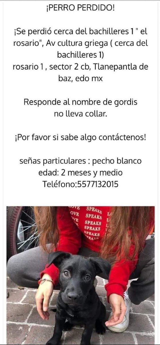 MascotasSismo's tweet photo. #Extraviado Gordis, cachorro de 2 meses y medio, negro con pecho blanco. Se perdió en oct/20 cerca de Bachilleres 1, El Rosario, Tlalnepantla, Edo. Mex. #PerroPerdido #PerroPerdidoEdoMex https://t.co/pVVDnvWl2n