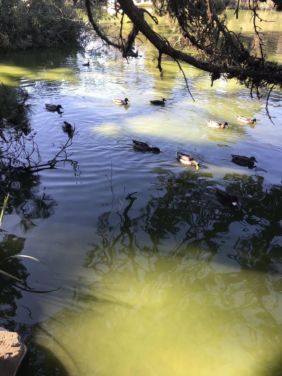 Morning view!😍 at
<a href="/GoldenGatePark/">Golden Gate Park</a>