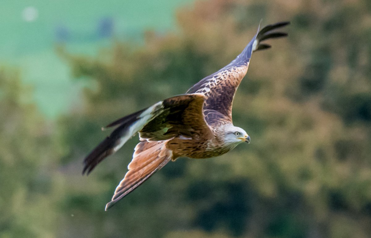 Beautiful Red Kite #WelshNature #WelshWildlife - courtesy @welshshooter