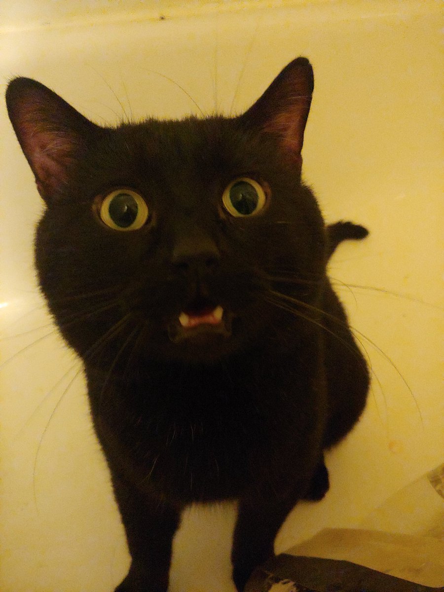 Valeen21's tweet photo. Caught Salem the cat in the tub when I opened the shower curtain #caturday #surprisedlook https://t.co/DH9zB83GcS