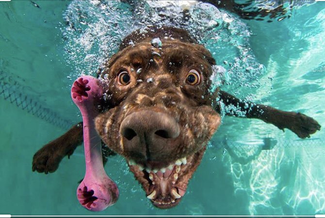 BrookeRieves's tweet photo. @emerald1910 Hi Edmund! I’ve been where you are &amp; I understand how hard it feels to see the light. But whether you believe so or not, people love you &amp; want you on this crazy planet. Your life is worth so much. Something that brings me joy is dogs, so please enjoy ☀️ https://t.co/7JkrEjNXTI