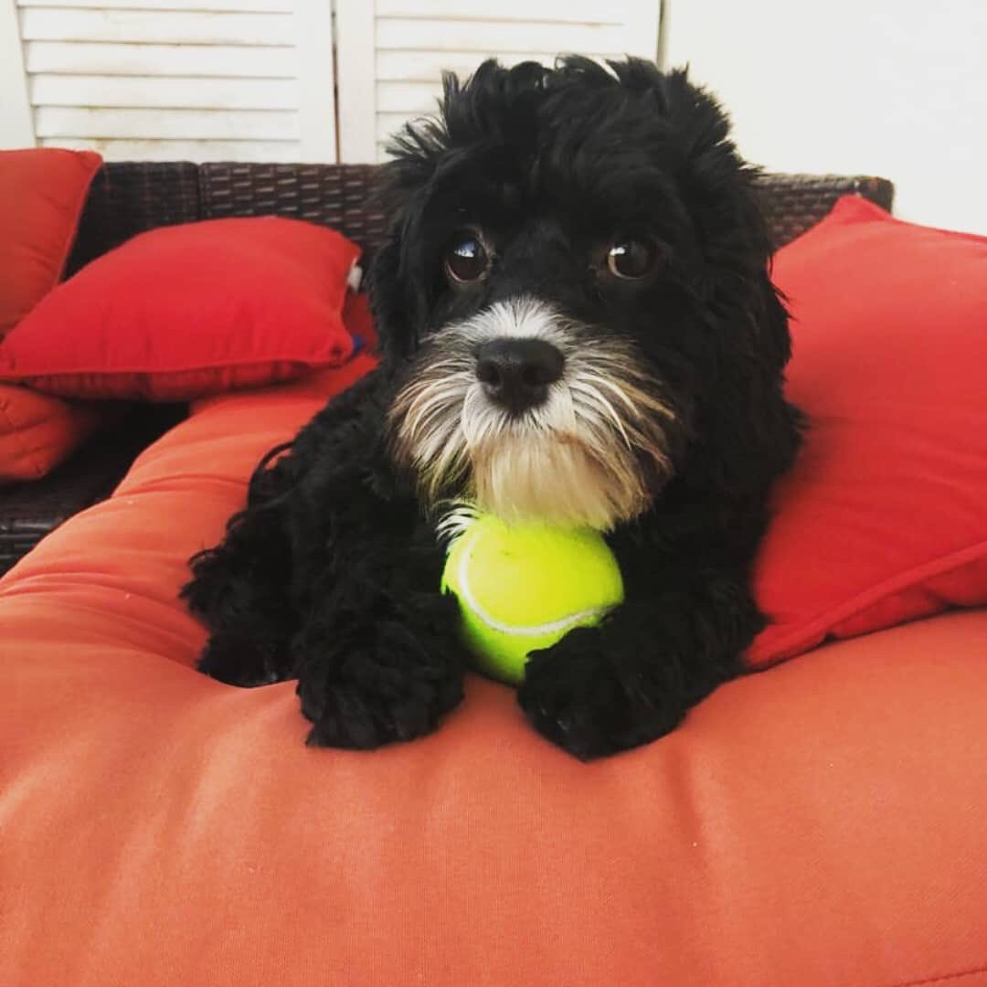 PHOTO | “Happy Saturday guys. Hope you have a ball... get it, cos panda is holding ... you get it. Anyway happy Saturday.” (via wildpip_morley IG)