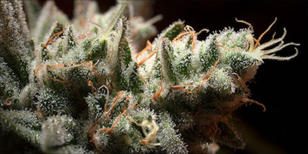 Borneol: A Cancer Killing Terpene
Borneol has been found to relieve pain, slow bacterial growth, reduce inflammation, and even inhibit fungal growth
https://t.co/pGKoKJfdXw https://t.co/r1mnAipMLk
