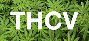 THCV Explained
Discovered in 1971, this chemical has become increasingly popular over the years, but it is also relatively rare
https://t.co/knqzXjwFzI https://t.co/w63uNkmPS7