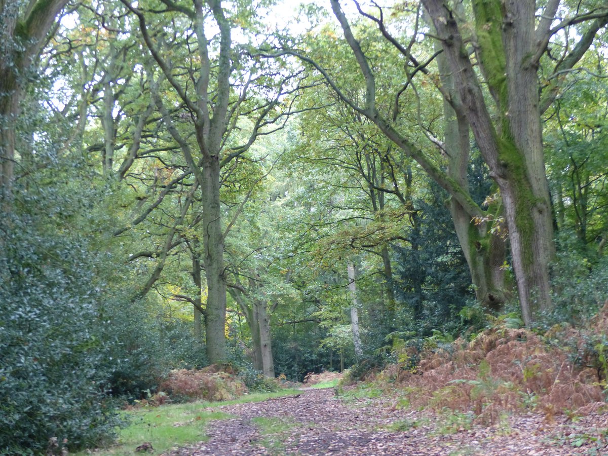 I feel dwarfed in woodland.
I am put in my place.
I am not the hub and centre of the universe.
I am part of the exquisite, ever changing, web of life.
As we all are. https://t.co/BUdKXOmdve