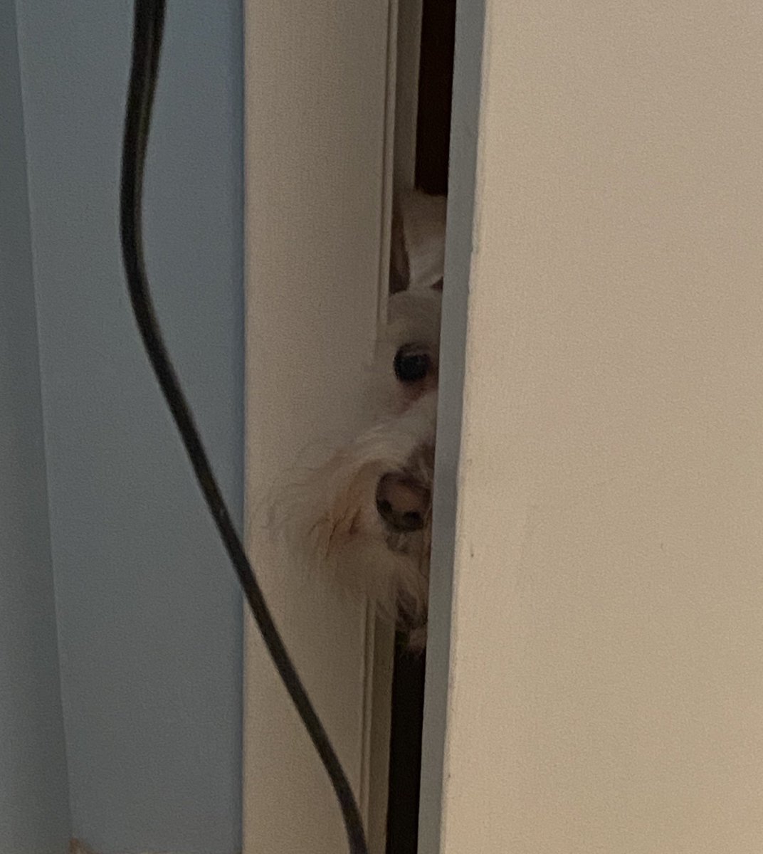 schnauzaroos's tweet photo. I always feel like, somebody’s watching me.     #SchnauzerGang   #Schnauzaroos  #Sammie  #peekaboo https://t.co/bQWjdMbNeI