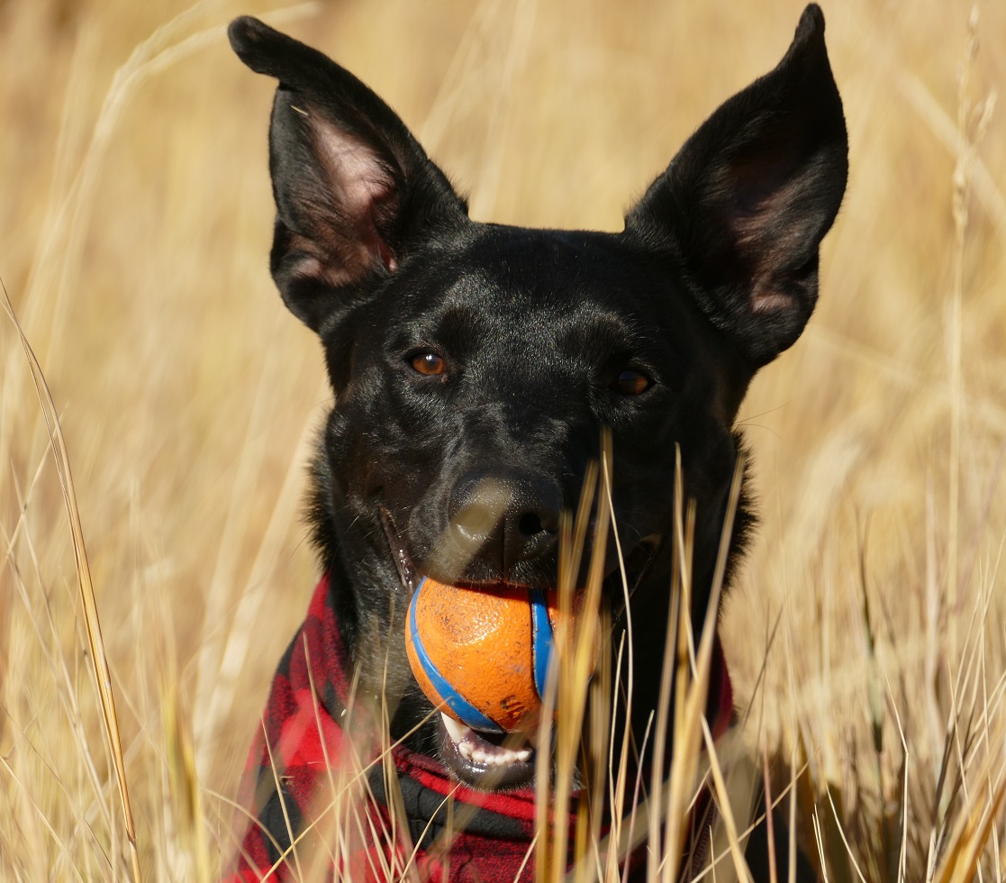 NewportCenterAH's tweet image. &quot;Look, Dad, I got it!&quot; Happy #NationalFetchDay! #fetch #fetchday