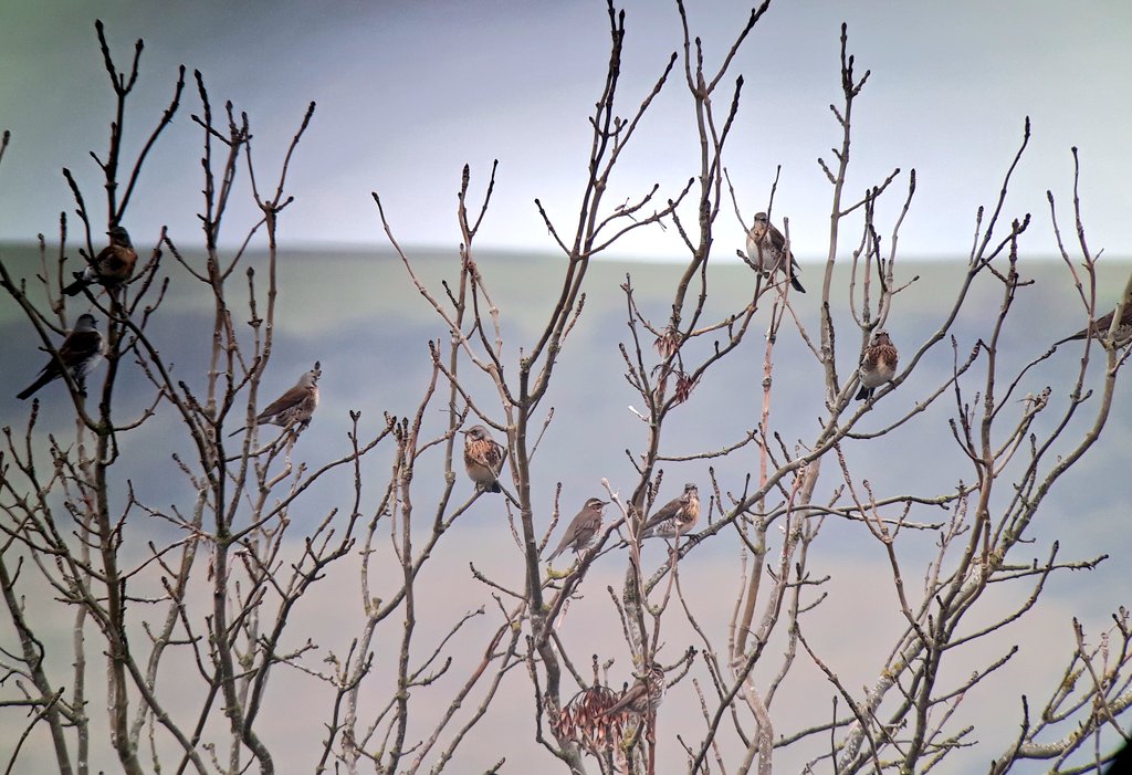 Masses of thrushes @CleeveCommon this morning. Flocks of Fieldfare dropping out of the gloom, Redwings piling out of every bush and at least two Ring Ouzel. #GlosBirds #GlobalBirdWeekend @Gregmabbs