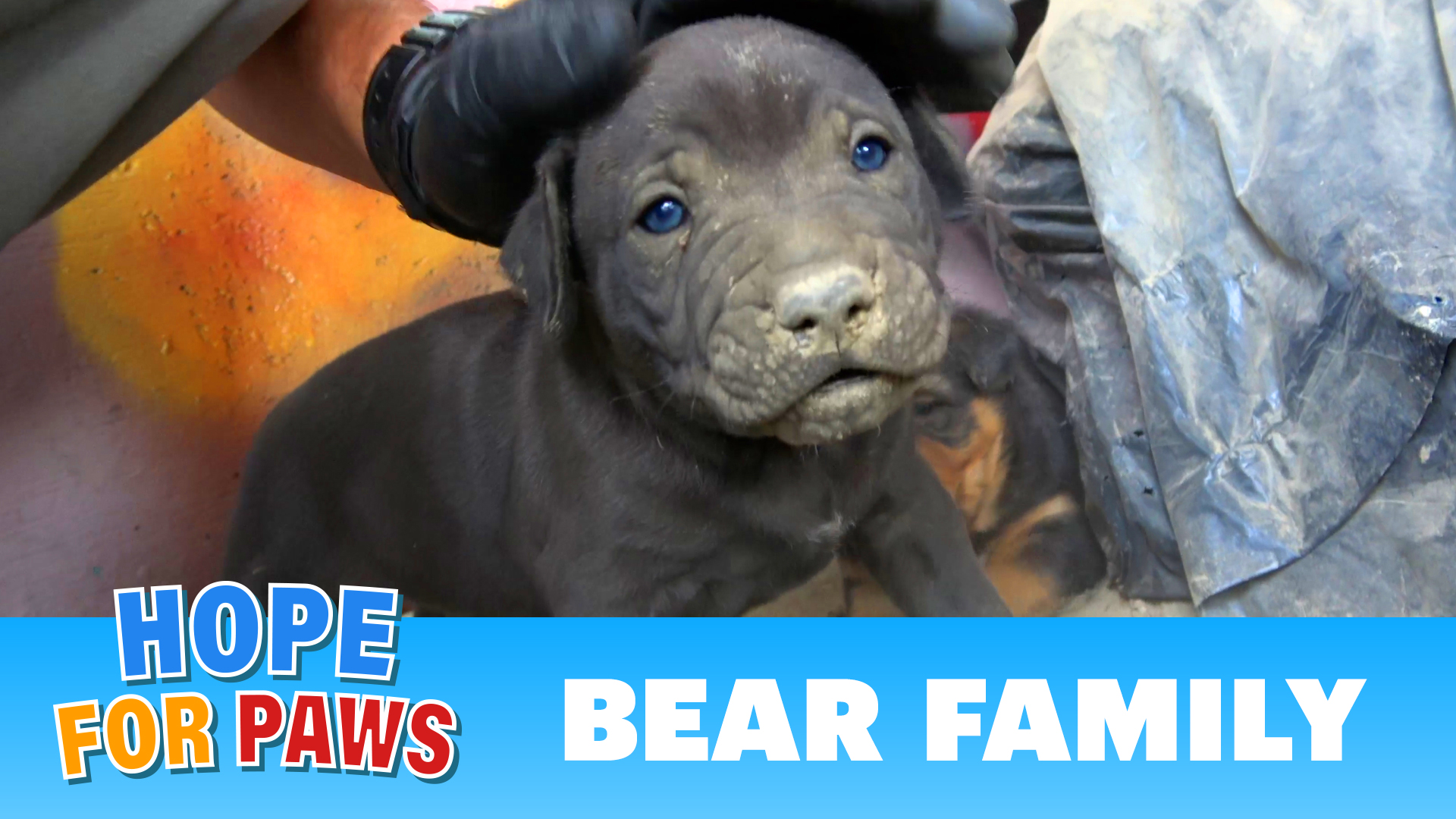 Hope For Paws on Twitter: 