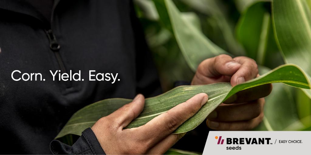 Our NEW for 2021 B82R52Q and B93C41Q corn hybrids both offer increase yield potential. They are part of our new above- and below-ground Qrome products which use proven insect protection and dual modes of action  to help you get more out of each acre. #EastCdnAg