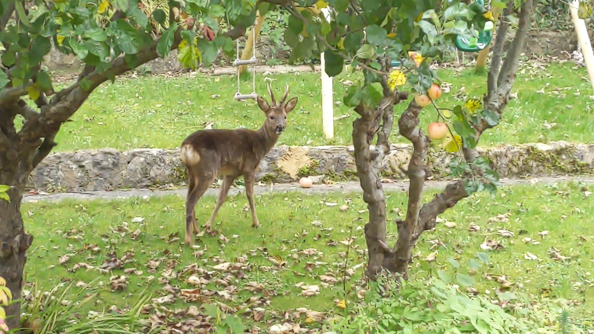 dragonboatjulia's tweet photo. There was a beautiful deer in my garden eating fallen apples yesterday. I suspect it lives in or near the Tufa Field @FieldTufa https://t.co/CIX4eJK2D3