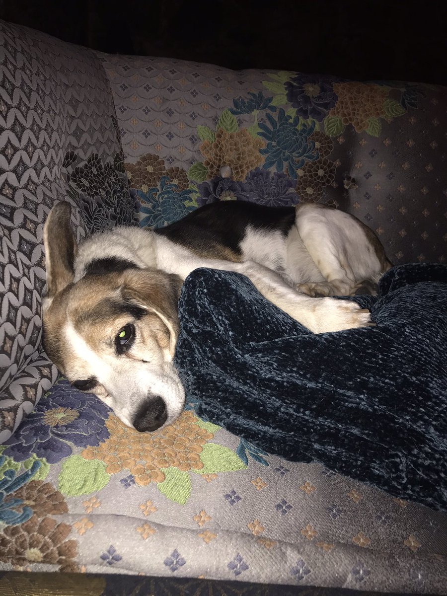 MillietheWB's tweet photo. What is everyone doing today? Wees napping #freagle #milliewb #masonbfp #milco #dogsoftwitter #beagles https://t.co/SELGfp39OS