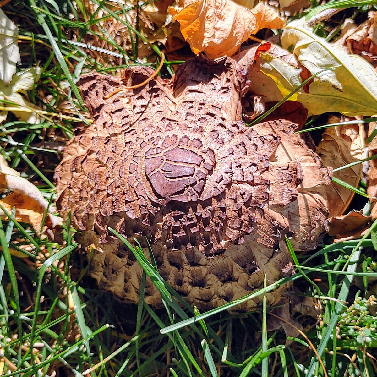 HalKScott's tweet image. Toad stool