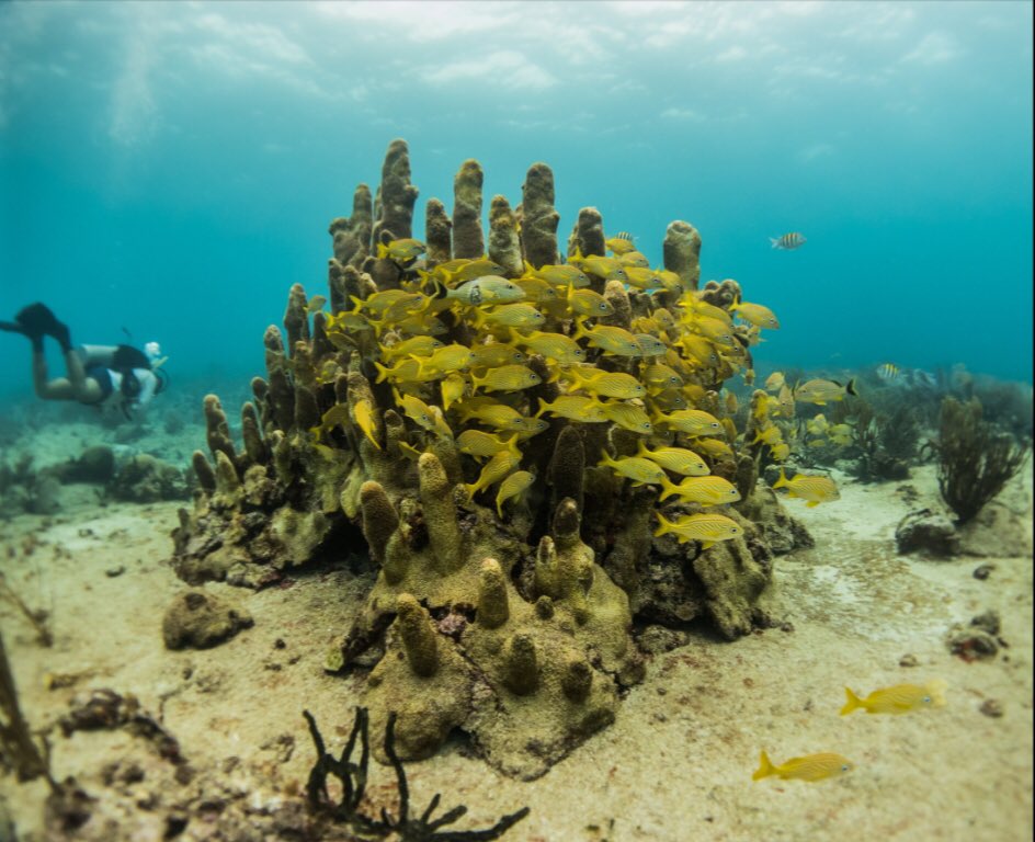 ¿Quieres bucear? / Wanna dive? 😏 follow us and we will tell you how #Buceo #BuceoEnEspaña #scubadiving