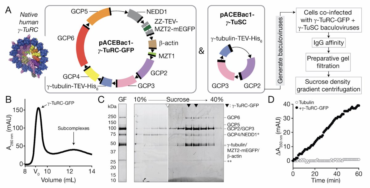 Tim Stearns (@stearnslab) on Twitter photo This is what we dreamed of 25 years ago when it became clear that gamma-tubulin was in a large complex. Now here in a preprint from <a href="/MikeVVieczorek/">Michal Wieczorek</a>: reconstitution of the gamma-TuRC from expressed components! biorxiv.org/content/10.110… This is what we dreamed of 25 years ago when it became clear that gamma-tubulin was in a large complex. Now here in a preprint from <a href="/MikeVVieczorek/">Michal Wieczorek</a>: reconstitution of the gamma-TuRC from expressed components! biorxiv.org/content/10.110…