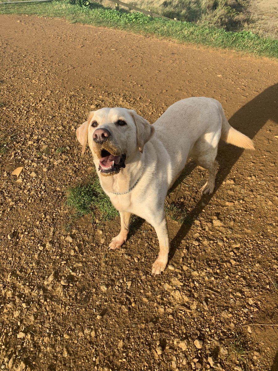GuidedogH's tweet photo. Dad and mum took me to the seaside and I had a lovely time and got my muzzle covered in sand and my toes cold in the sea! (Picture of golden lab with a sand covered snout and splashing in the sea) https://t.co/tPRxb9gS7a