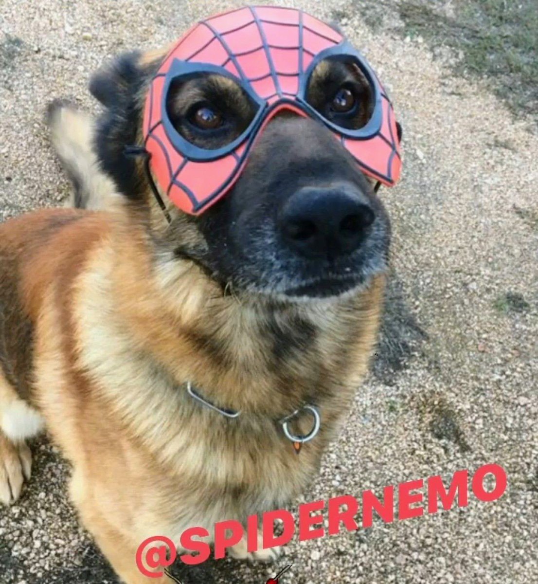 leighterry1932's tweet photo. π·οΈNemo 2019 πΈοΈ Who will he be this year? #K9Nemo @WilcoK9 #dogsofinstagram #k9 #dog #dogsoftwitter #SpiderMan https://t.co/yn2Jbw8yXY