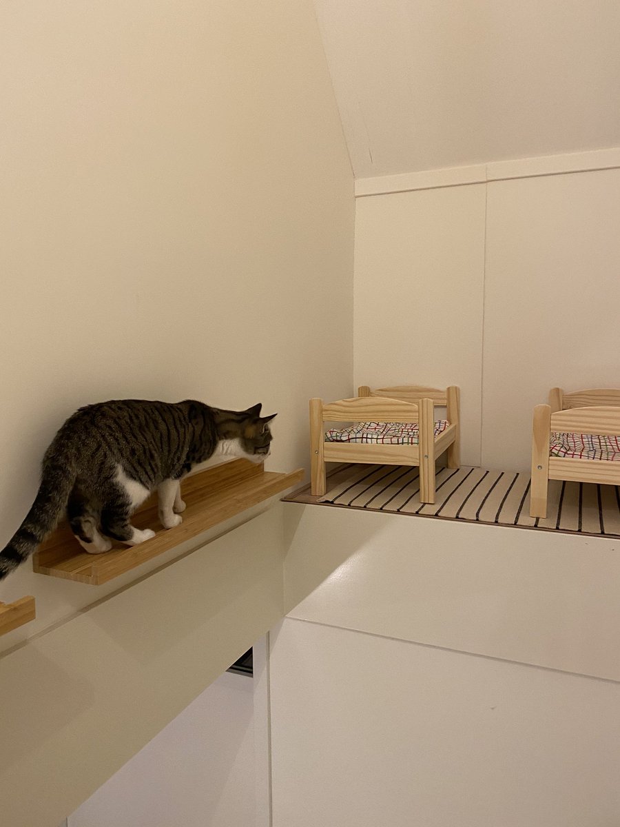 Today we made our cats a bedroom.