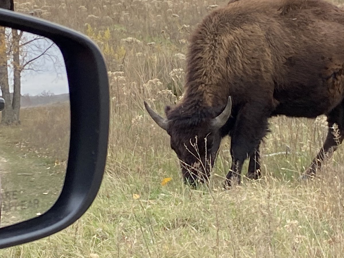 RachelOlmanson's tweet photo. The Bison were very close at the Bison Range at Minneopa State Park. One almost looked in the window of my car. #bison #bisonrange #mankato #mankatominnesota #minnesota #minneopastatepark https://t.co/9ECrYWeOXL