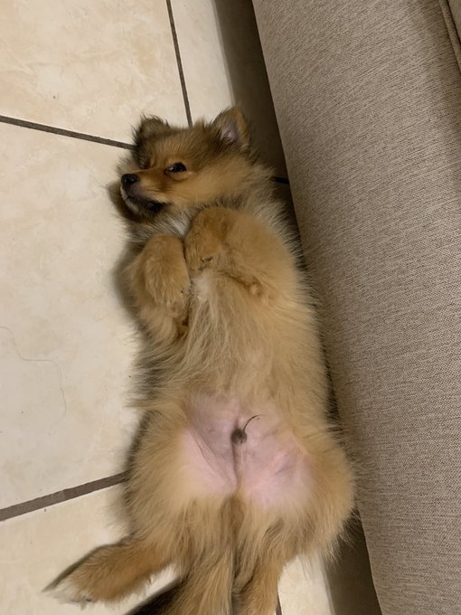 Te amo cosa con la panza rosass https://t.co/BlDcIxdNYw