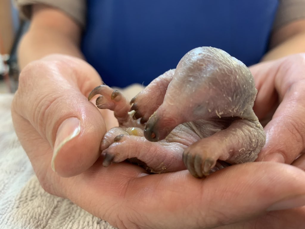 TerriIrwin tweet picture