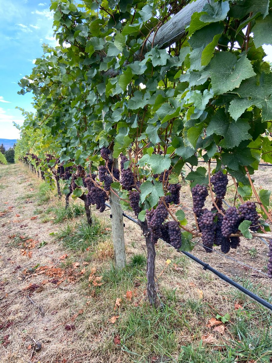Waiting for the perfect moment to pick these beauties from our Switchback vineyard. Who’s ready for our 2020 Organic Pinot Gris?