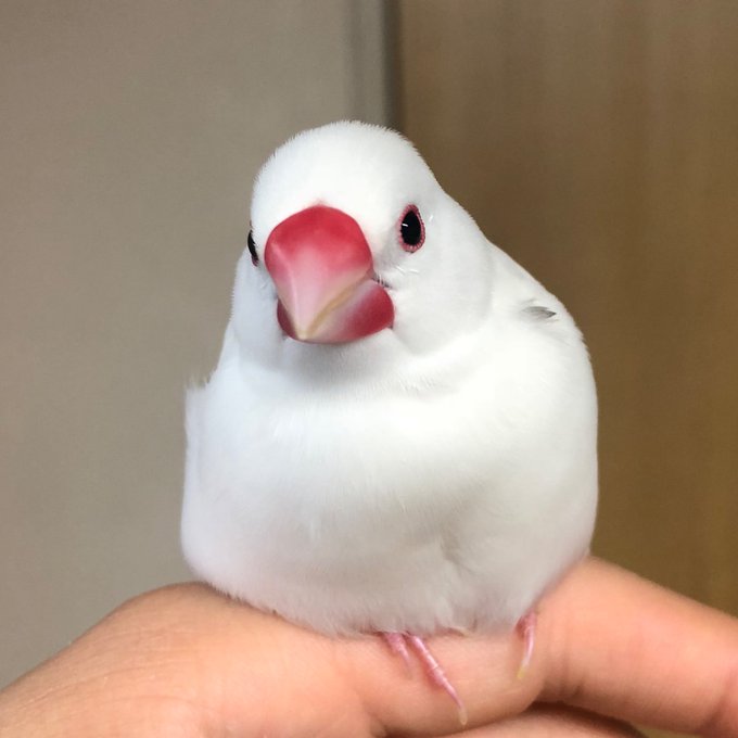 上沢はるおさん がハッシュタグ 文鳥 をつけたツイート一覧 1 Whotwi グラフィカルtwitter分析