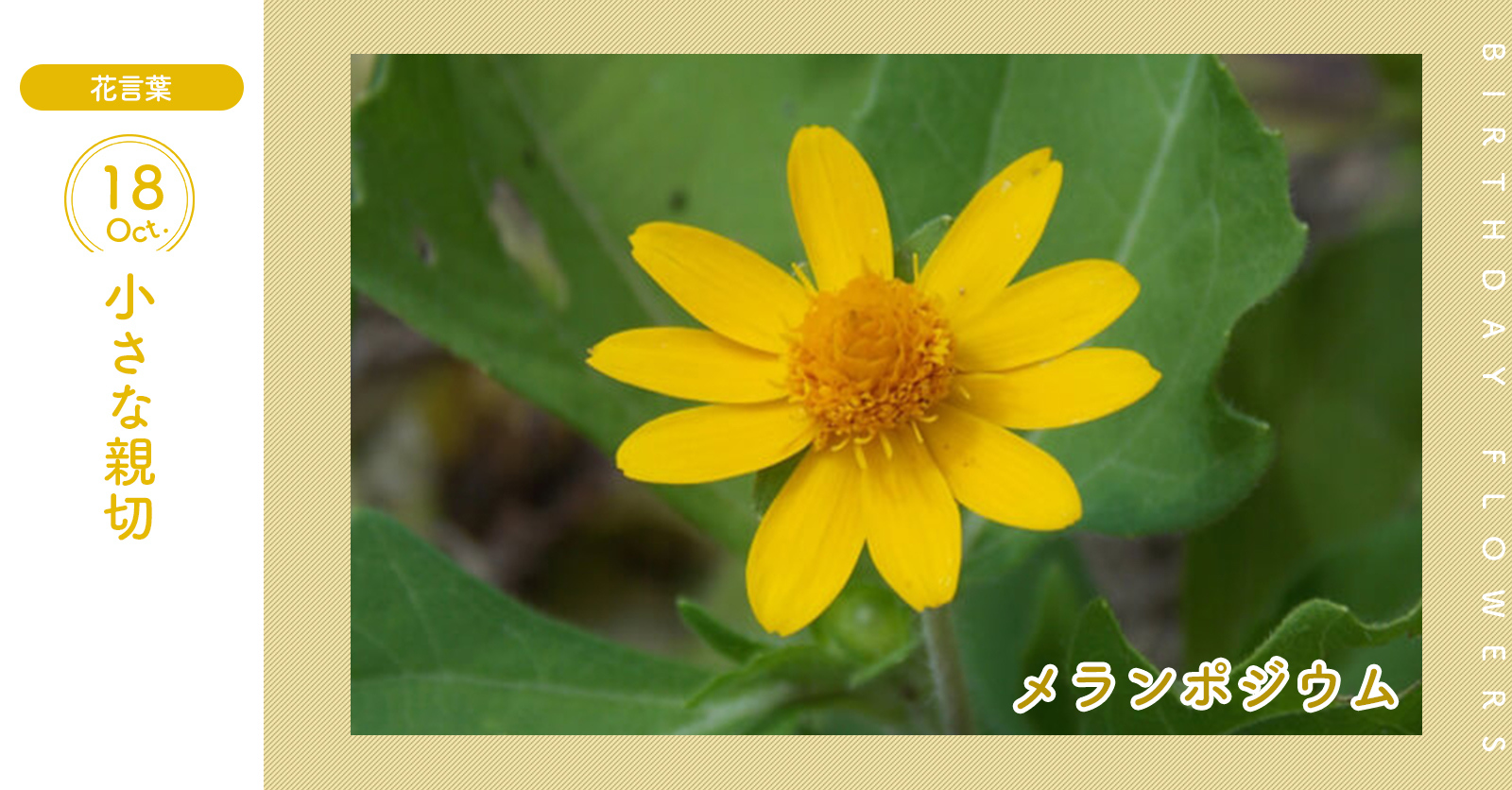 花キューピット I879 Com 公式 山下智久さんが届けます 母の日特別お届けキャンペーン 10月18日の誕生花 メランポジウム お誕生日おめでとう 花言葉 は 小さな親切 初夏から秋まで可愛らしい黄色い花を咲かせ続けます あなたはこんな人