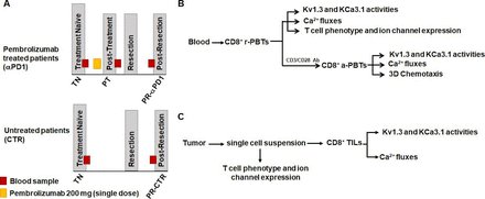 jitcancer's tweet photo. New #JITC article: PD1 blockade enhances K+ channel activity, Ca2+ signaling, and migratory ability in cytotoxic T lymphocytes of patients with head and neck cancer https://t.co/ToJDDyfe2c https://t.co/SYSWXqKqMS