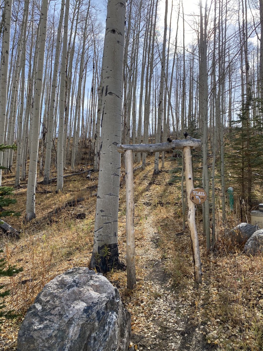sharonlroy's tweet photo. Gorgeous day among the aspens. Enjoying a brisk walk while supporting breast cancer awareness and #getmaskedFl #strideyourway https://t.co/TddRR47Tn8