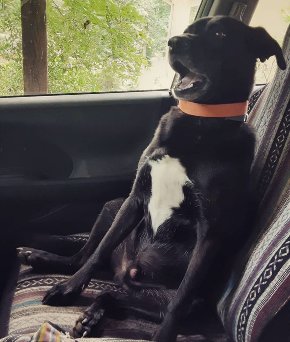 prayformydog's tweet photo. Prayers for Bennie Boo Boo. This car ride ended MUCH too soon. #dogsincars #dogchauffeur https://t.co/Zd4cbnZV63